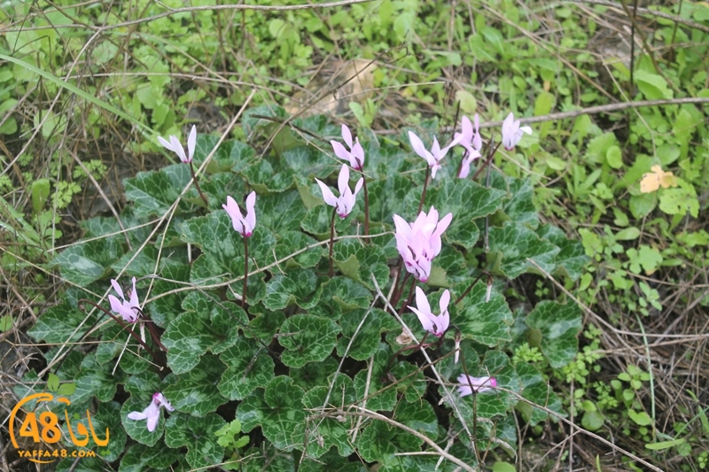 re7la qudas (31).JPG